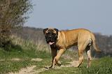 BULLMASTIFF 416